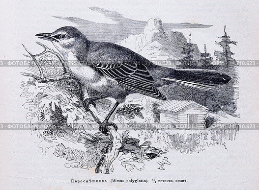 Пересмешник (Mimus polyglotta) - рисунок из книги А. Брэма "Жизнь животных", 1896 г. Стоковая иллюстрация, иллюстратор Вера Смолянинова / Фотобанк Лори