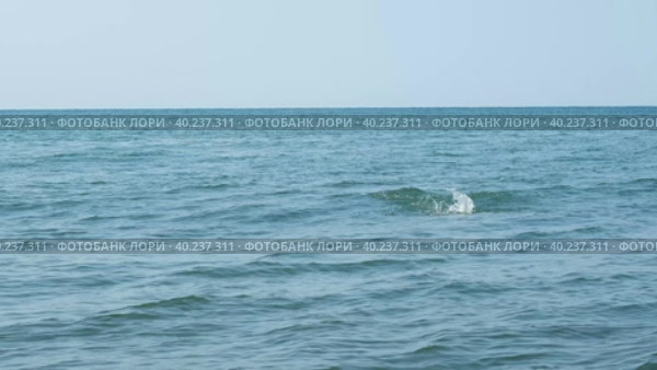 Период нереста кеты. Рыба выпрыгивает из воды в море. Стоковое видео, видеограф Эльвира  Трощенкова / Фотобанк Лори
