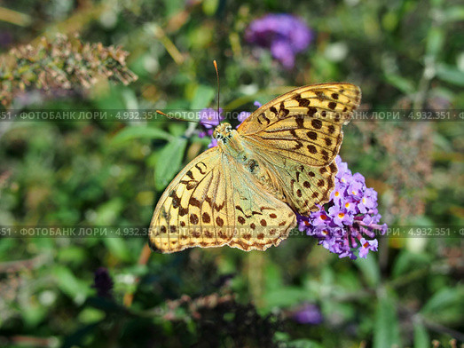Перламутровка Пандора  (лат. Argynnis pandora) Стоковое фото, фотограф Анна Мишина / Фотобанк Лори