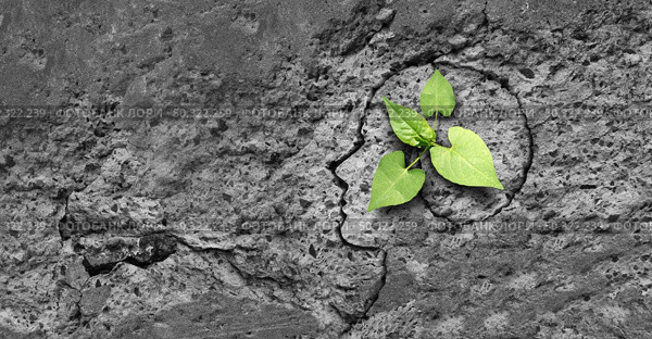 Perseverance success psychology and a human mindset to persevere and survive hardship as a concept of positive thinking and believing in hope for life  and overcoming obstacles as a crack in cement shaped as a head. Стоковое фото, агентство Ingram Publishing / Фотобанк Лори