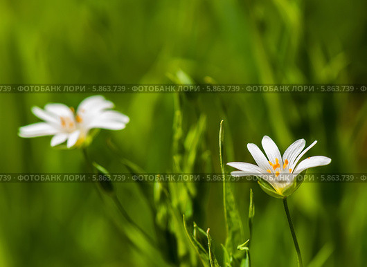 Первые весенние белые цветы. Анемона дубравная (Anemone nemorosa) Стоковое фото, фотограф Игорь Низов / Фотобанк Лори