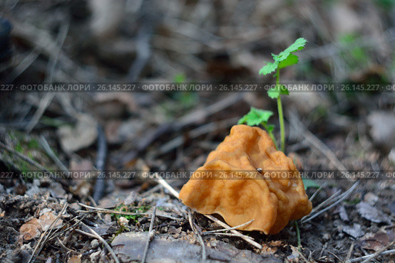Первый весенний гриб - строчок (Gyromitra gigas) в лесу. Стоковое фото, фотограф Юрий Фатеев / Фотобанк Лори