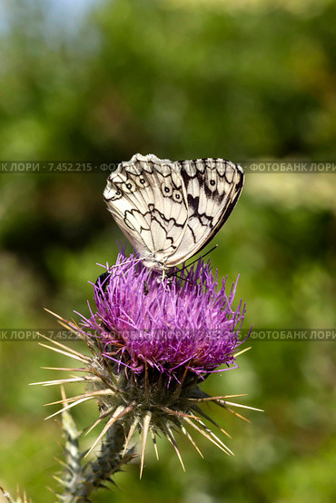 Пестроглазка галатея ( Melanargia galathea) Стоковое фото, фотограф Татьяна Ляпи / Фотобанк Лори