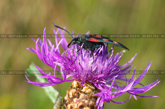 Пестрянка таволговая (лат. Zygaena filipendulae) собирает нектар на васильке луговом (лат. Centaurea jacea) Стоковое фото, фотограф Елена Коромыслова / Фотобанк Лори