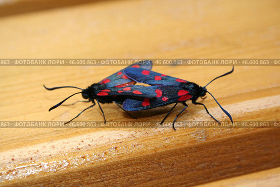 Пестрянка таволговая, Zygaena filipendulae. Стоковое фото, фотограф Ирина Климкович / Фотобанк Лори