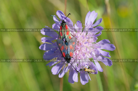 Пестрянки таволговые (лат. Zygaena filipendulae) на цветке короставника полевого (лат. Knautia arvensis) Стоковое фото, фотограф Елена Коромыслова / Фотобанк Лори