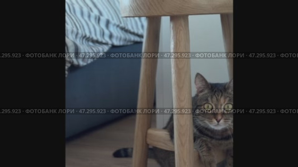 Pet, cute, feline, mammal, watching, animal, eye, fluffy, fur, furry, horizontal, look, looking at camera, photography, staring, beautiful, closeup, analyzing, comfortable, cut out, examining, grey, lovely, lying, no people, paw, playful, relax, sofa, soft, up, warm, animal themes, black, black cat, close, dark, domestic cat, full frame, green eyes, one animal, small, background, cold, orange color, tabby cat, white color. Стоковое видео, видеограф Zita Khasanova / Фотобанк Лори