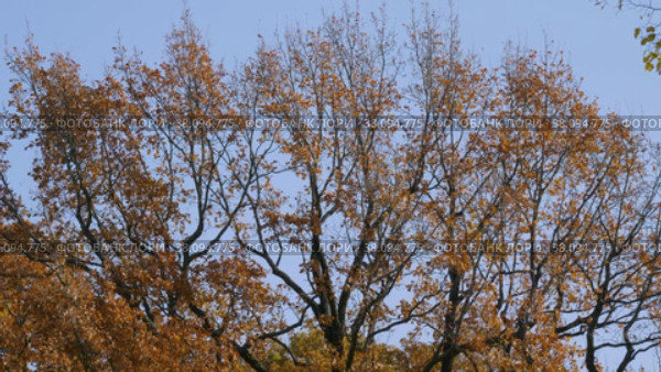 Петергоф, парк Александрия осенью. Дубы в осеннем убранстве. Peterhof, Alexandria Park in autumn. Oaks in autumn decoration. (2021 год). Стоковое видео, видеограф Евгений Романов / Фотобанк Лори