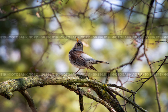 Певчая птица Рябинник или дрозд-рябинник (Turdus pilaris) сидит на ветке дерева. Стоковое фото, фотограф Pukhov K / Фотобанк Лори