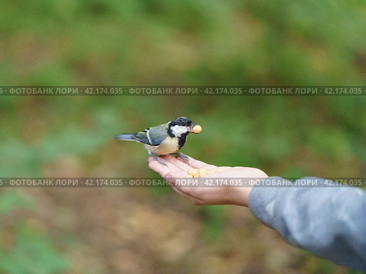 Photography of feeding of wildbird in th city park. A girl feeds a tit bird from her hands. The concept of trust, communication with wildlife, caring for wildlife. Стоковое фото, фотограф YuryKara / Фотобанк Лори