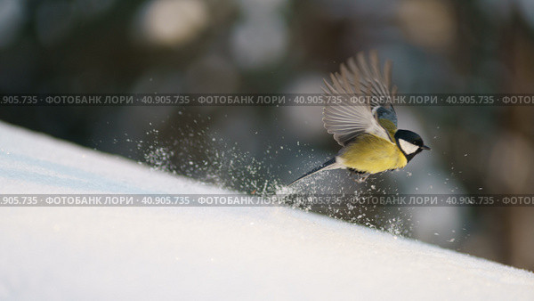 Photography of tit bird in winter sunny day. Bird soaring above snowdrift.  Animals theme. Стоковое фото, фотограф YuryKara / Фотобанк Лори