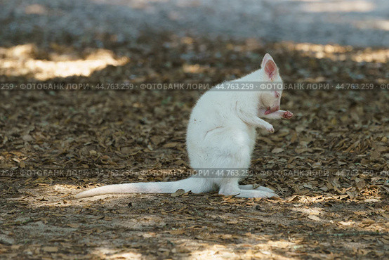 Photography of white kangaroo. Bennett's wallaby in sunny summer. She licking paw very attentively. High resolution image. Стоковое фото, фотограф YuryKara / Фотобанк Лори