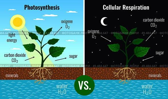 Photosynthesis accumulating sugar and cellular respiration fueling all plants functions day night 2 educational posters vector illustration. Стоковая иллюстрация, агентство Ingram Publishing / Фотобанк Лори