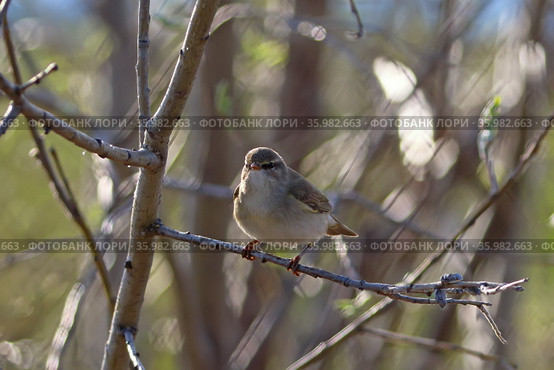 Phylloscopus trochilus. Пеночка весничка среди ветвей. Стоковое фото, фотограф Григорий Писоцкий / Фотобанк Лори