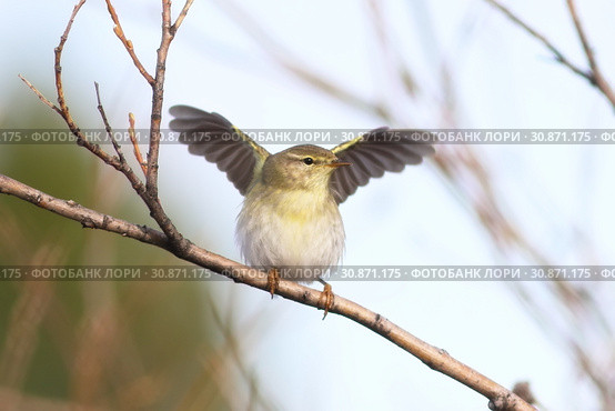 Phylloscopus trochilus. Пеночка-весничка весной сидит на ветвях и машет крыльями, Ямало-Ненецкий автономный округ. Стоковое фото, фотограф Григорий Писоцкий / Фотобанк Лори