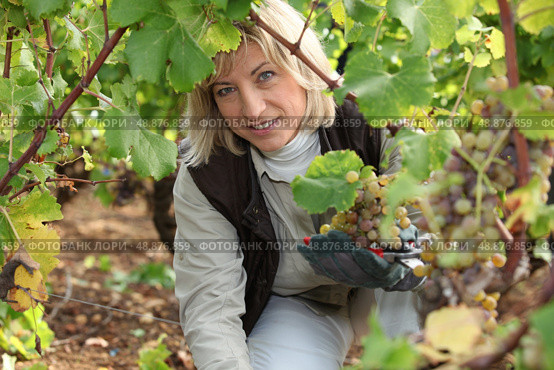 picking grapes. Стоковое фото, агентство Ingram Publishing / Фотобанк Лори