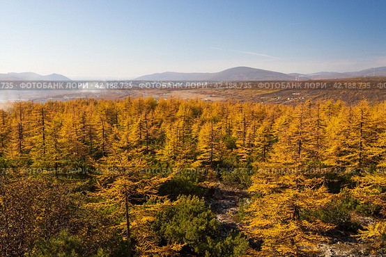 Picturesque autumn landscape. Top view of the autumn larch forest and hills. Northern city in the distance. Larch trees with yellow crowns. Beautiful nature of the Magadan region. Far East of Russia. Стоковое фото, фотограф Андрей Степанов / Фотобанк Лори