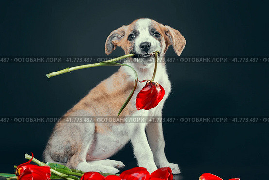 piebald puppy keeping in teeth a tulip flower at dark background. Стоковое фото, фотограф Артем Курутин / Фотобанк Лори