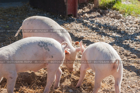 Pigs eating food at a pigsty in the summer. Стоковое фото, агентство Ingram Publishing / Фотобанк Лори