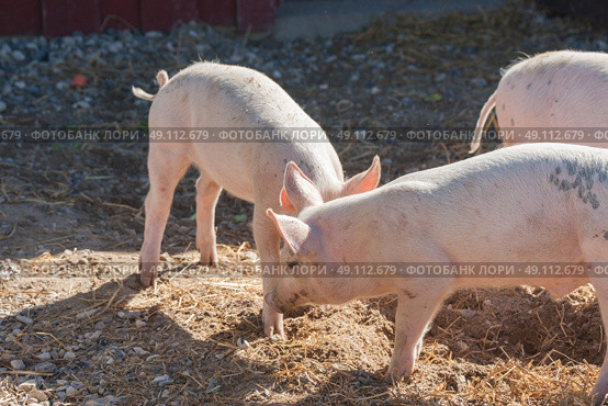 Pigs playing aroung in a yard at a farm. Стоковое фото, агентство Ingram Publishing / Фотобанк Лори