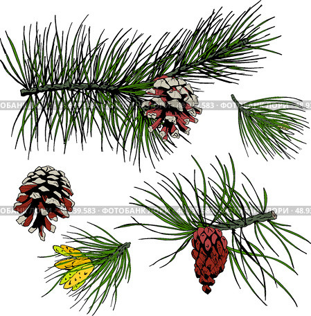 Pine fir cedar spruce forest branches with cones isolated design elements vector illustration. Стоковая иллюстрация, агентство Ingram Publishing / Фотобанк Лори