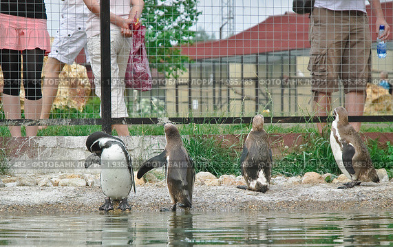 Пингвин Гумбольдта. (Spheniscus humboldti) (2010 год). Редакционное фото, фотограф Алёшина Оксана / Фотобанк Лори