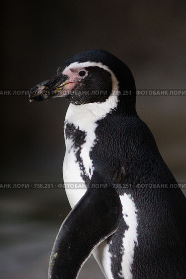 Пингвин Гумбольдта, Spheniscus humboldti, Humboldt Penguin. Стоковое фото, фотограф Василий Вишневский / Фотобанк Лори