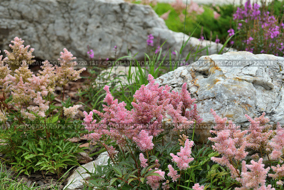 Pink Astilbe Arendsii is a hybrid flower of the Saxifragaceae family. Стоковое фото, фотограф Володина Ольга / Фотобанк Лори