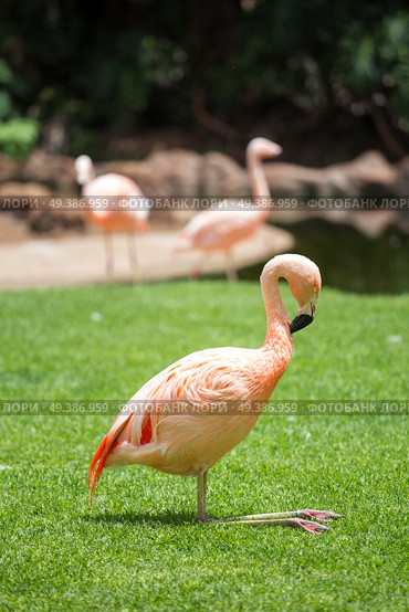 pink flamingos walk on a green glade. Стоковое фото, агентство Ingram Publishing / Фотобанк Лори