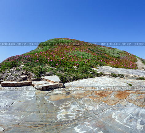 Pink flowers (Carpobrotus) on rock top. Стоковое фото, фотограф Юрий Брыкайло / Фотобанк Лори