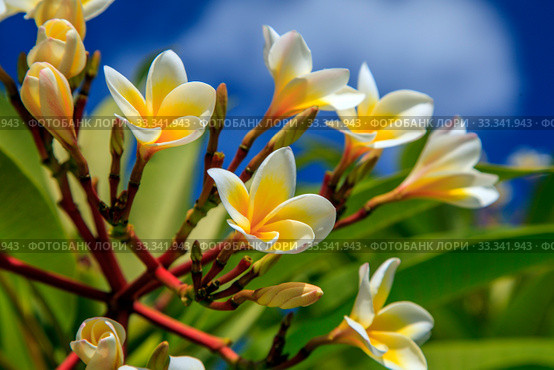 Pink Frangipani Plumeria flower against a blue sky. Стоковое фото, фотограф Evgenii Mitroshin / Фотобанк Лори