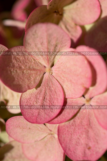 pink-green beautiful hydrangea blossom at sunny  day. macro. Стоковое фото, агентство Ingram Publishing / Фотобанк Лори