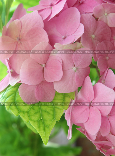 Pink hydrangea. Стоковое фото, фотограф Елена Зинина / Фотобанк Лори