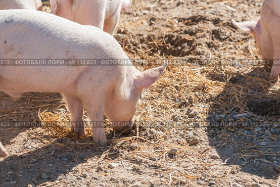 Pink piglets looking for food in a barnyard at summertime. Стоковое фото, агентство Ingram Publishing / Фотобанк Лори