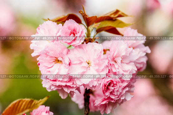 Pink Sakura Cherry Tree Flowers Blossom In Spring. Стоковое фото, агентство Ingram Publishing / Фотобанк Лори
