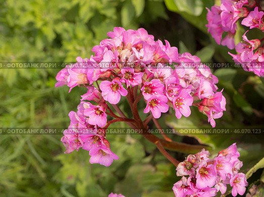 Pink saxifrage close up. Стоковое фото, фотограф Argument / Фотобанк Лори