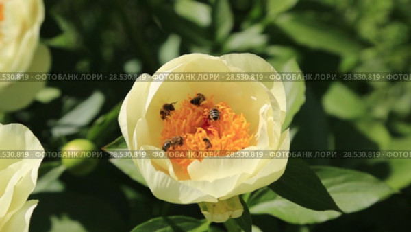 Пион межвидовой гибрид Лемон Шиффон. Herbaceous Peonies 'Lemon Chiffon' in flower. Стоковое видео, видеограф Ольга Сейфутдинова / Фотобанк Лори