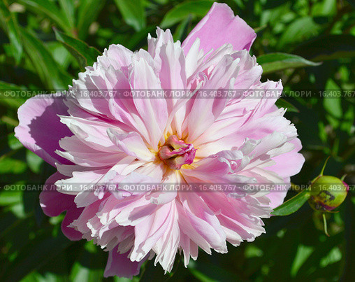 Пион Пинк Камео (лат. Pink Cameo) Стоковое фото, фотограф lana1501 / Фотобанк Лори