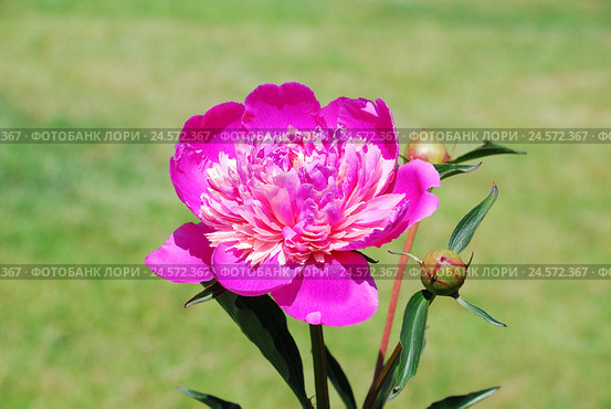 Пион ярко-розовый (Paeonia) Стоковое фото, фотограф Алёшина Оксана / Фотобанк Лори