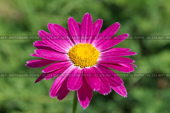 Пиретрум розовый, или персидская ромашка (лат. Pyrethrum roseum) крупным планом. Стоковое фото, фотограф Елена Коромыслова / Фотобанк Лори