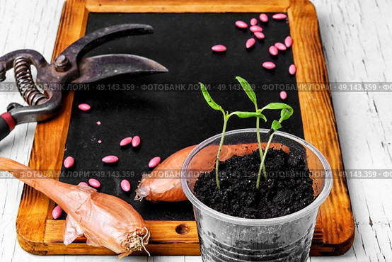 Plant seeds and seedlings. Seeds of spring flowers and garden tools. Стоковое фото, агентство Ingram Publishing / Фотобанк Лори