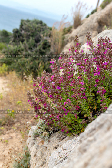 Plant (Teucrium divaricatum) with pink flowers close-up (Greece) Стоковое фото, фотограф Татьяна Ляпи / Фотобанк Лори