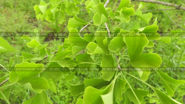 Плантация деревьев Гинкго. Plantations of Ginkgo. Стоковое видео, видеограф Евгений Романов / Фотобанк Лори