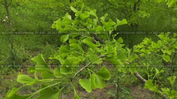 Плантация деревьев Гинкго. Plantations of Ginkgo. Стоковое видео, видеограф Евгений Романов / Фотобанк Лори