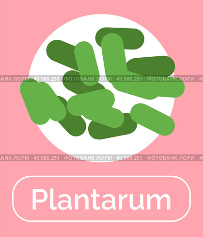 Plantum bacteria for positive effect for human digestive system. Probiotics for healthy digestion and bowels. Organic microorganism good for immunity system and microflora. Vector in flat style. Plantum Probiotics, Live Bacteria for Healthy Life. Стоковая иллюстрация, агентство Ingram Publishing / Фотобанк Лори
