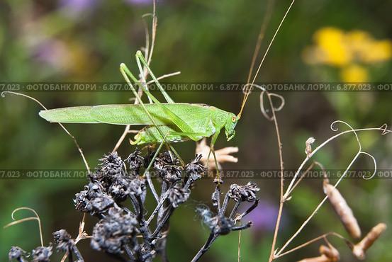 Пластинокрыл обыкновенный - самец (Phaneroptera falcata) Стоковое фото, фотограф Алёшина Оксана / Фотобанк Лори