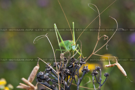 Пластинокрыл обыкновенный - самец (Phaneroptera falcata) в сухой траве. Стоковое фото, фотограф Алёшина Оксана / Фотобанк Лори