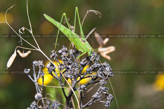 Пластинокрыл обыкновенный - самец (Phaneroptera falcata) на сухой траве. Стоковое фото, фотограф Алёшина Оксана / Фотобанк Лори