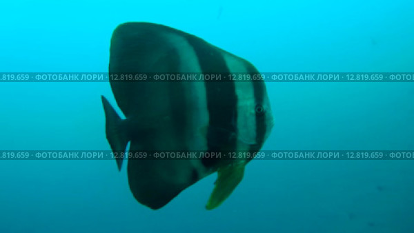 Платакс (Platax orbicularis) плывет в толще воды, Индийский океан, Мальдивские острова. Стоковое видео, видеограф Некрасов Андрей / Фотобанк Лори