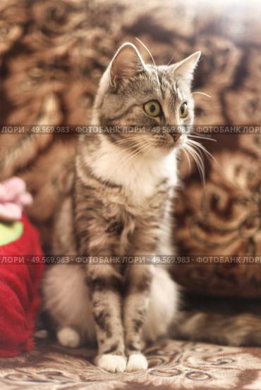 Playful Tabby Cat Sitting Gracefully on an Ornate Patterned Couch in Warm Light. Стоковое фото, фотограф Aleksandr Golubev / Фотобанк Лори